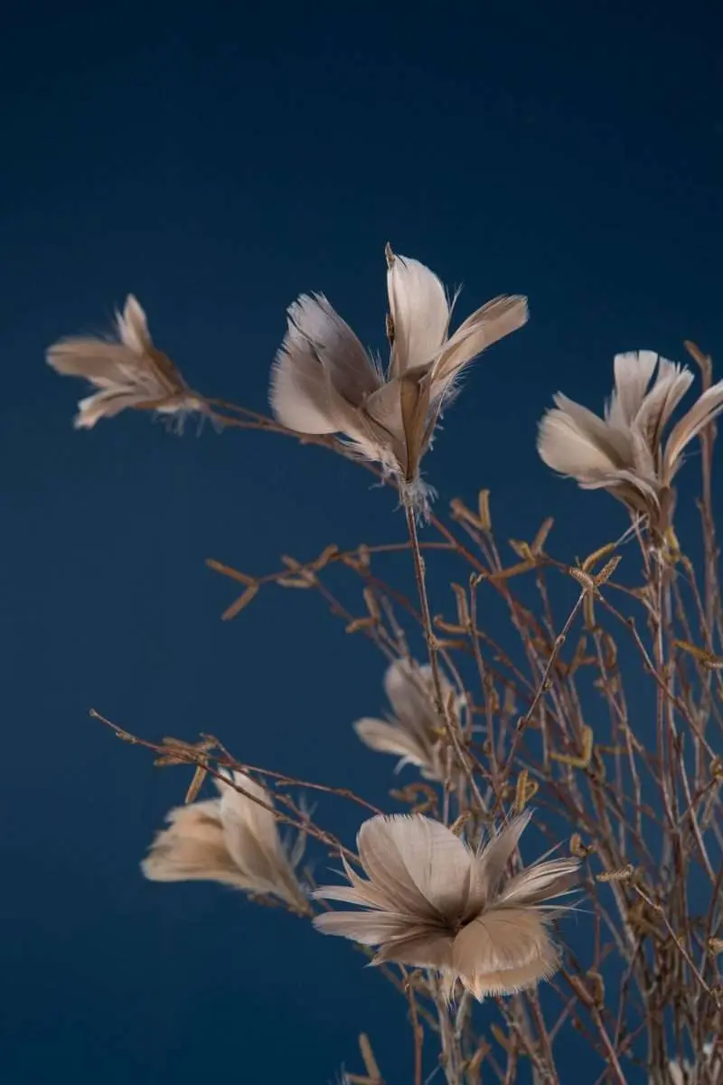 fjäderblomma mullvad 12st - bild 3