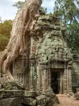 Poster - Träd som växer över hus