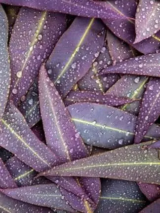 poster blommor - lila blad