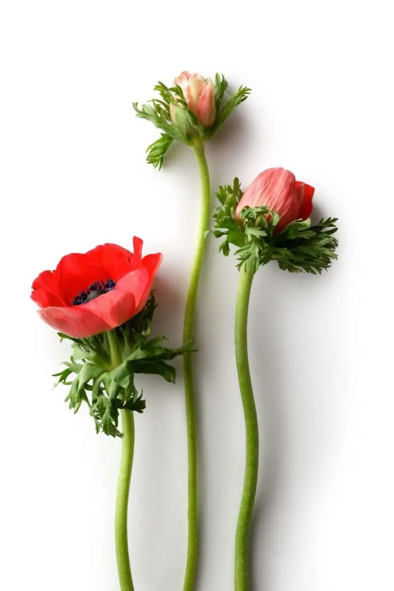 poster blommor - rosa anemon