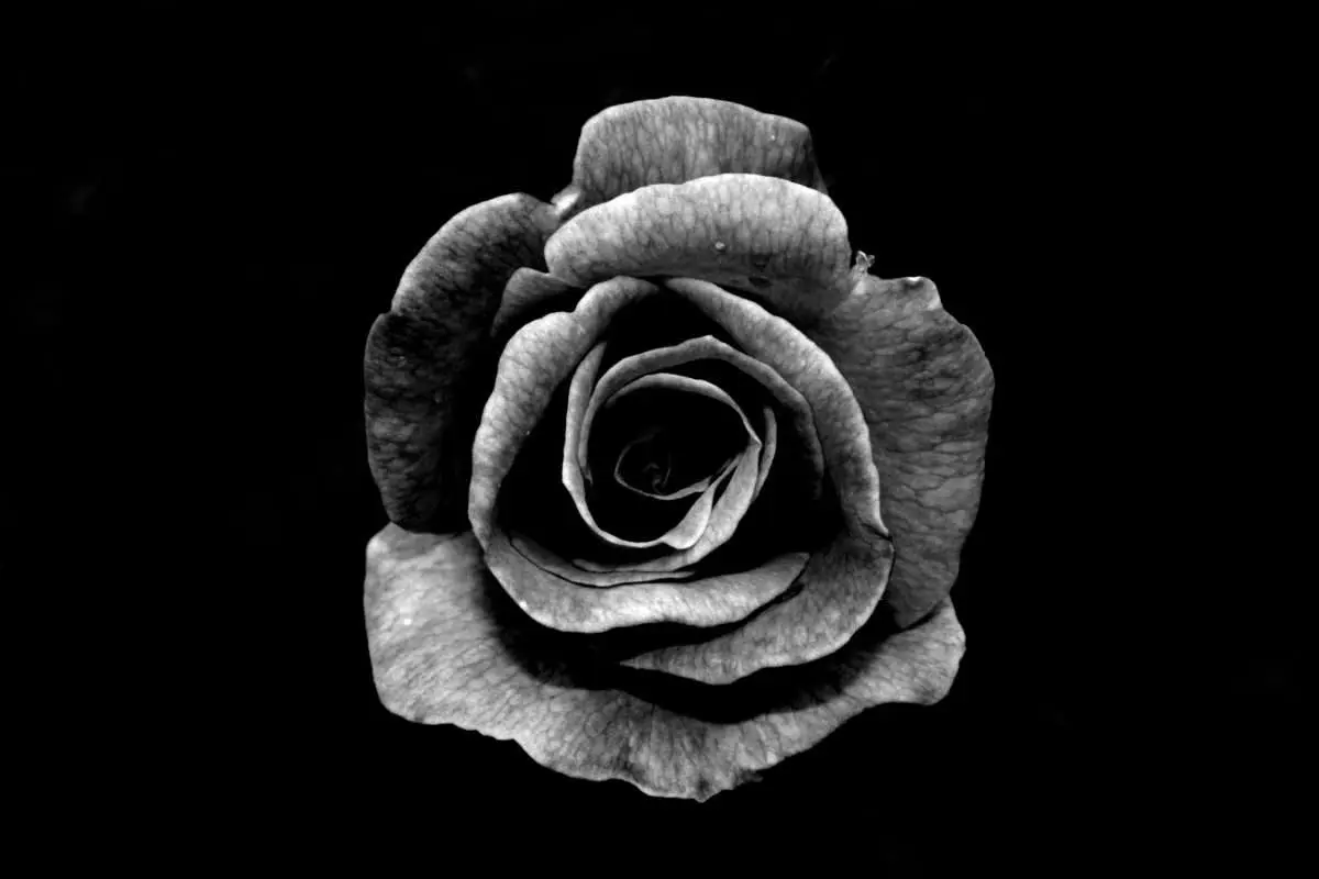 poster blommor - svartvit ros