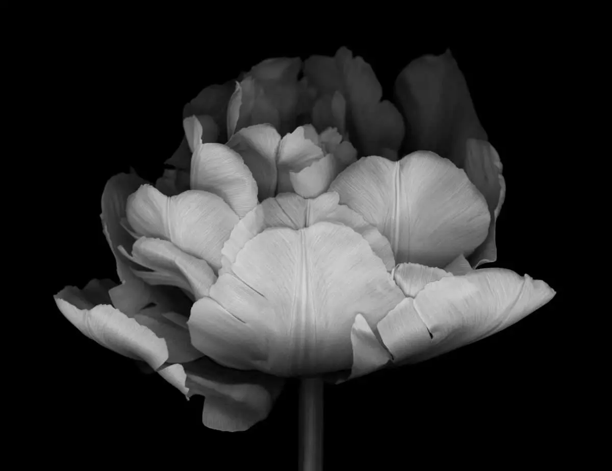 poster blommor - vit tulpan