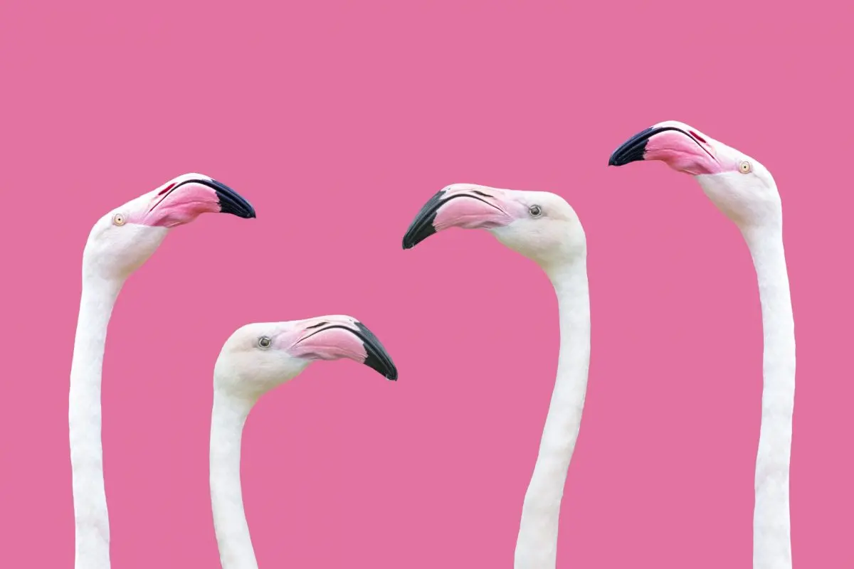 poster insekter & djur - fåglar mot rosa
