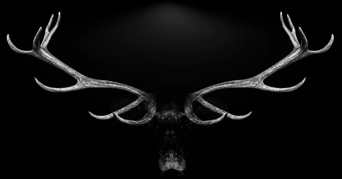 poster insekter & djur - horn