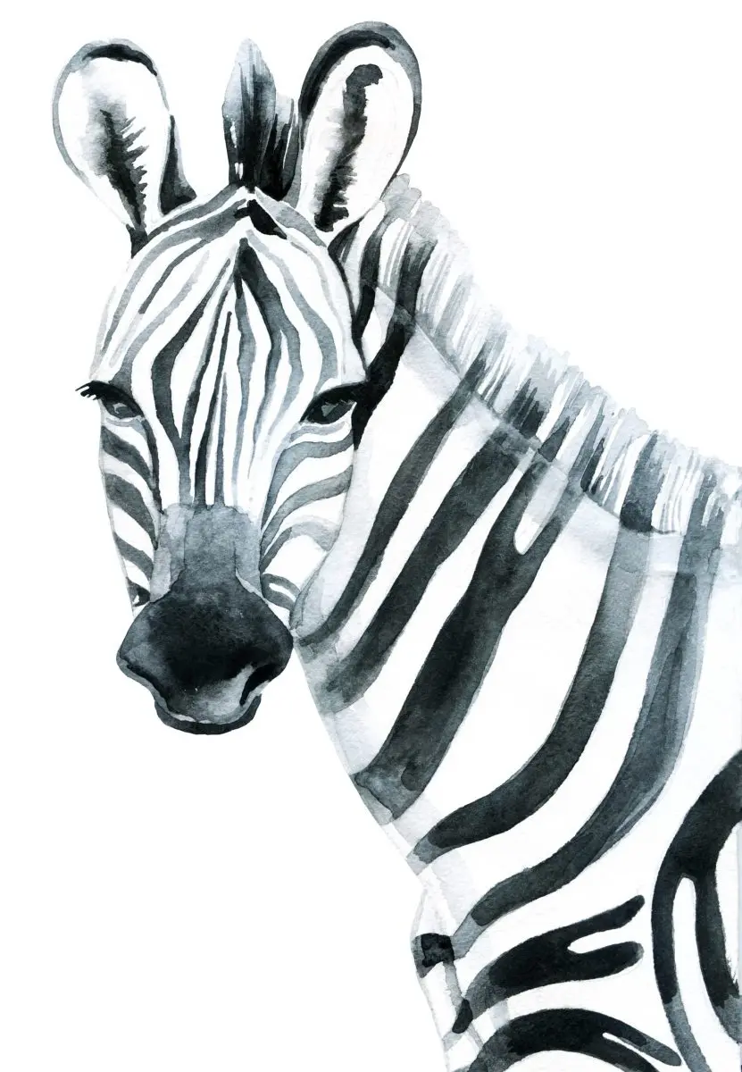 poster insekter & djur - målad zebra