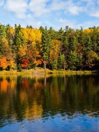 poster naturmotiv - höst