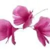Fjäderblomma Cerise 12st