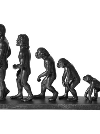från apa till man 42x10x29cm