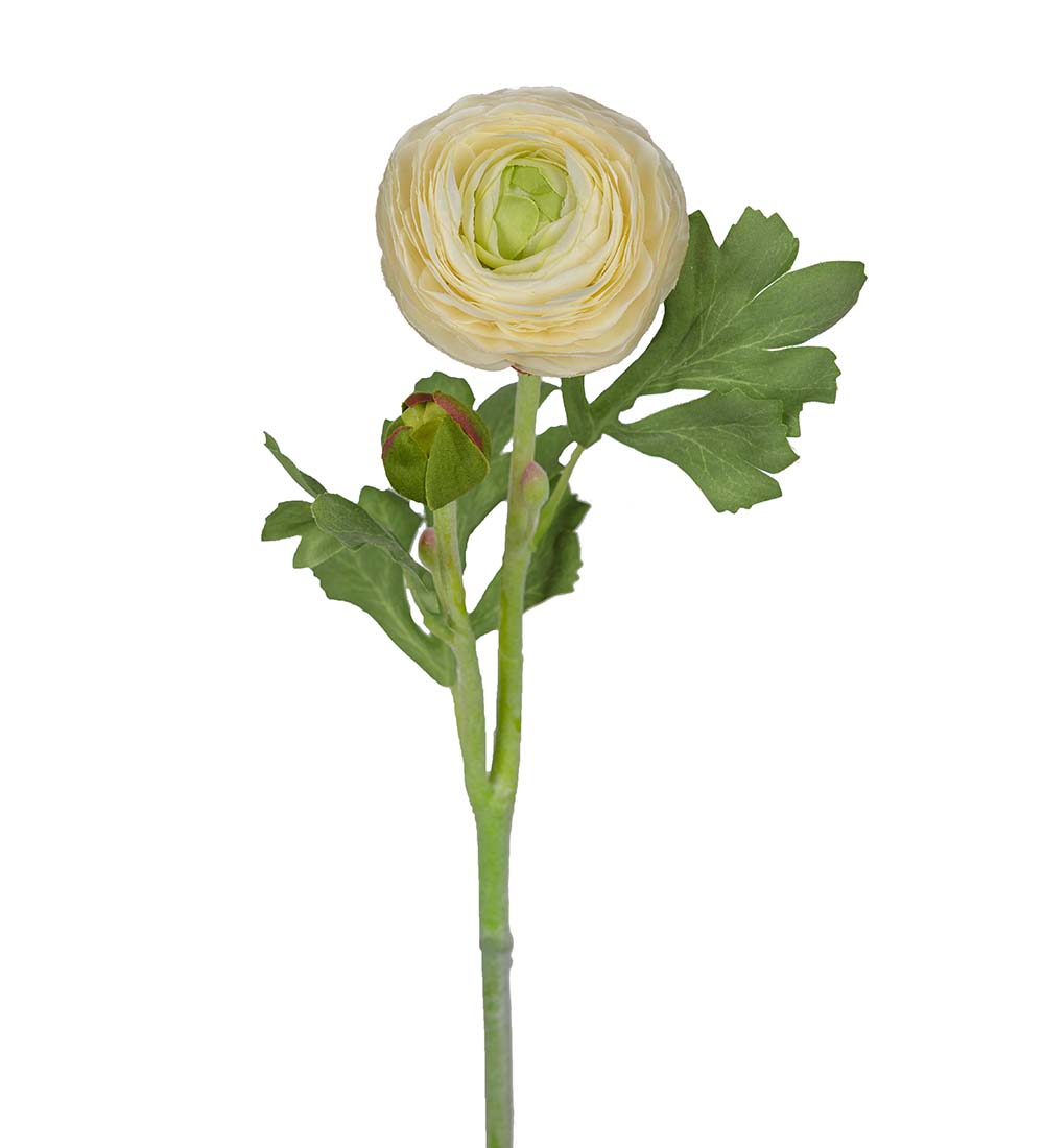 ranuncel kvist vit 50cm