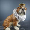 Bulldog med Krona och krage 21.5×15×21cm