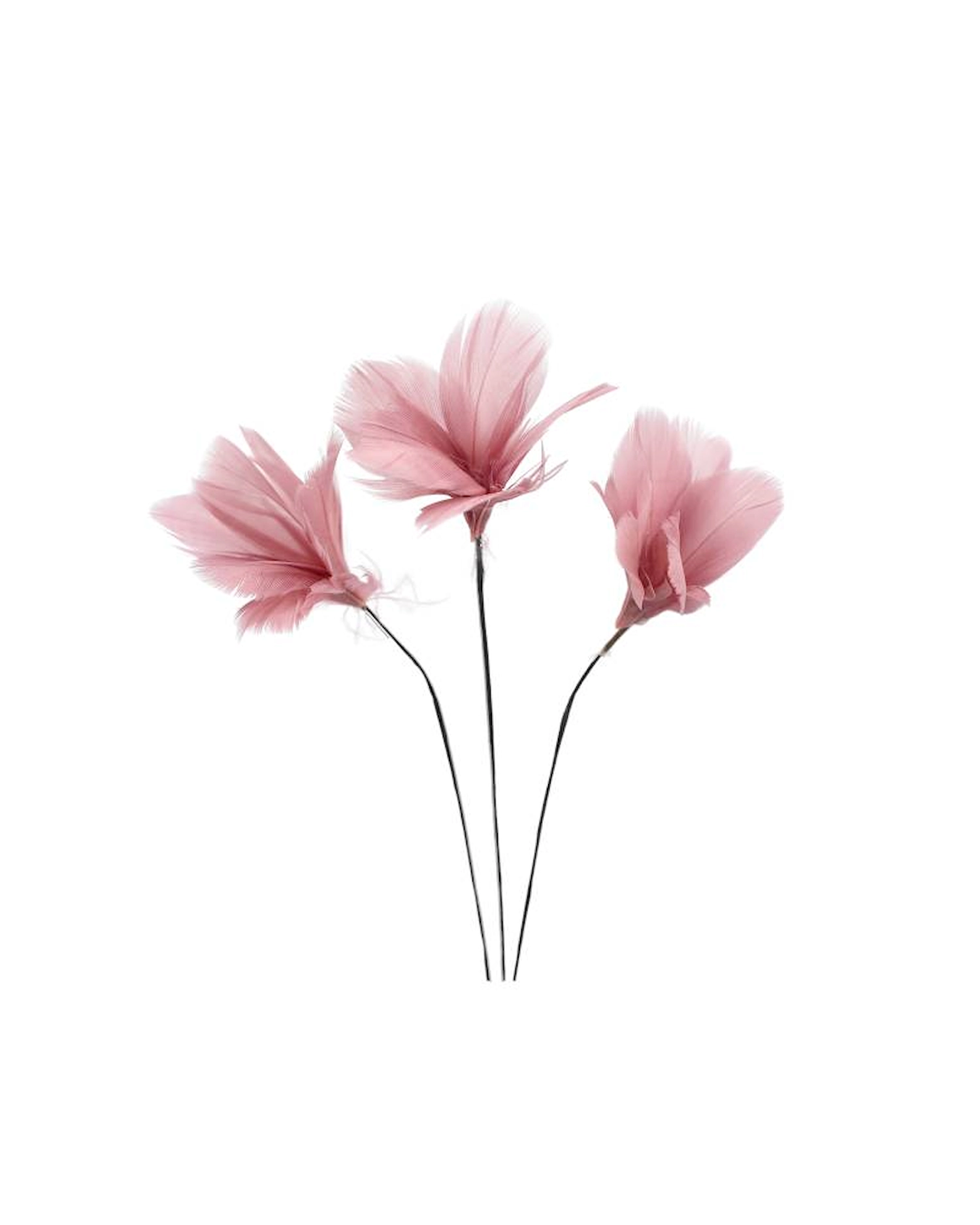 tre gammelrosa fjäderblommor på tunna svarta stjälkar
