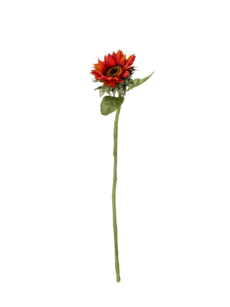 enstjälkad röd solros 70 cm på vit bakgrund med röd-orange krona och gröna blad