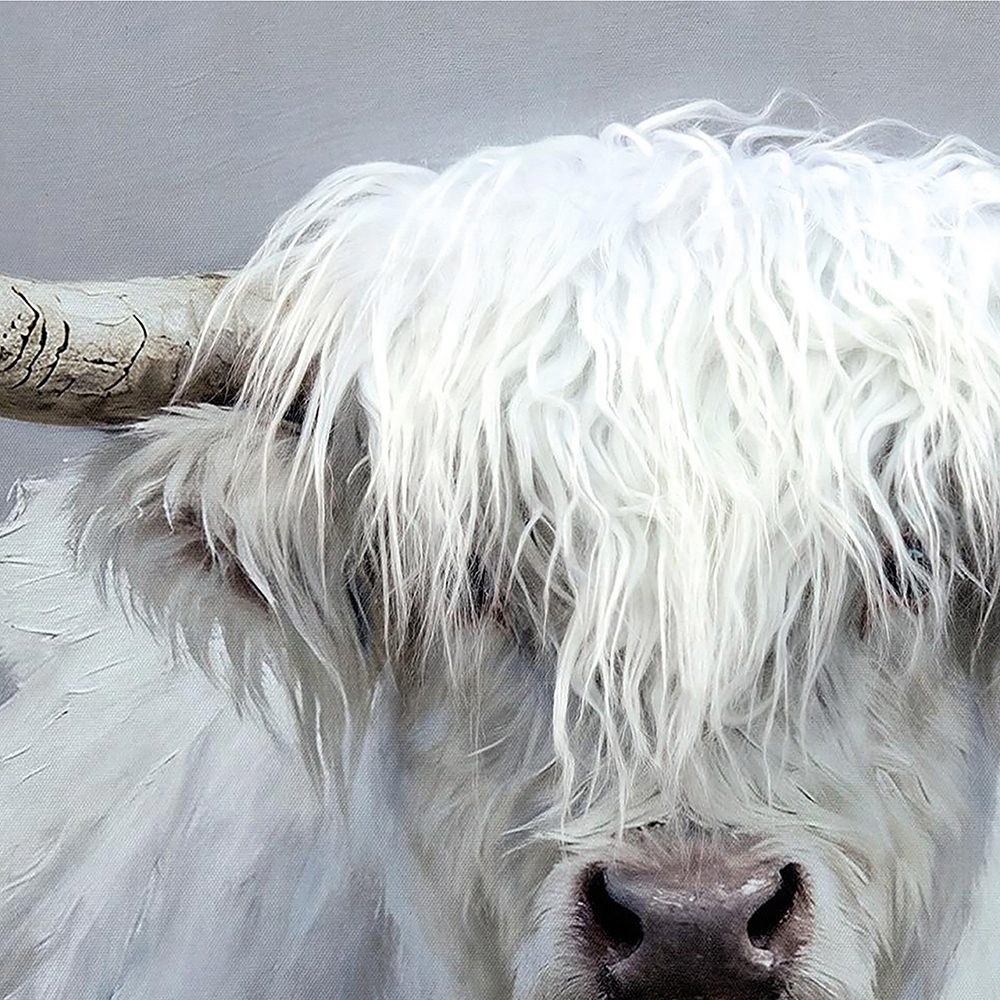 fluffig longhorn — närbild på ytan