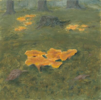 Kantareller