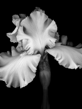 vit alstroemeria