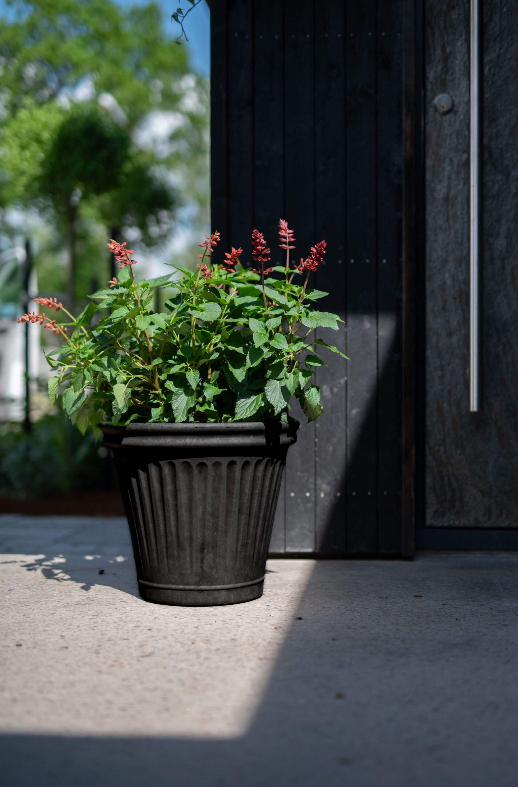 svart kruka med blommande växt utomhus